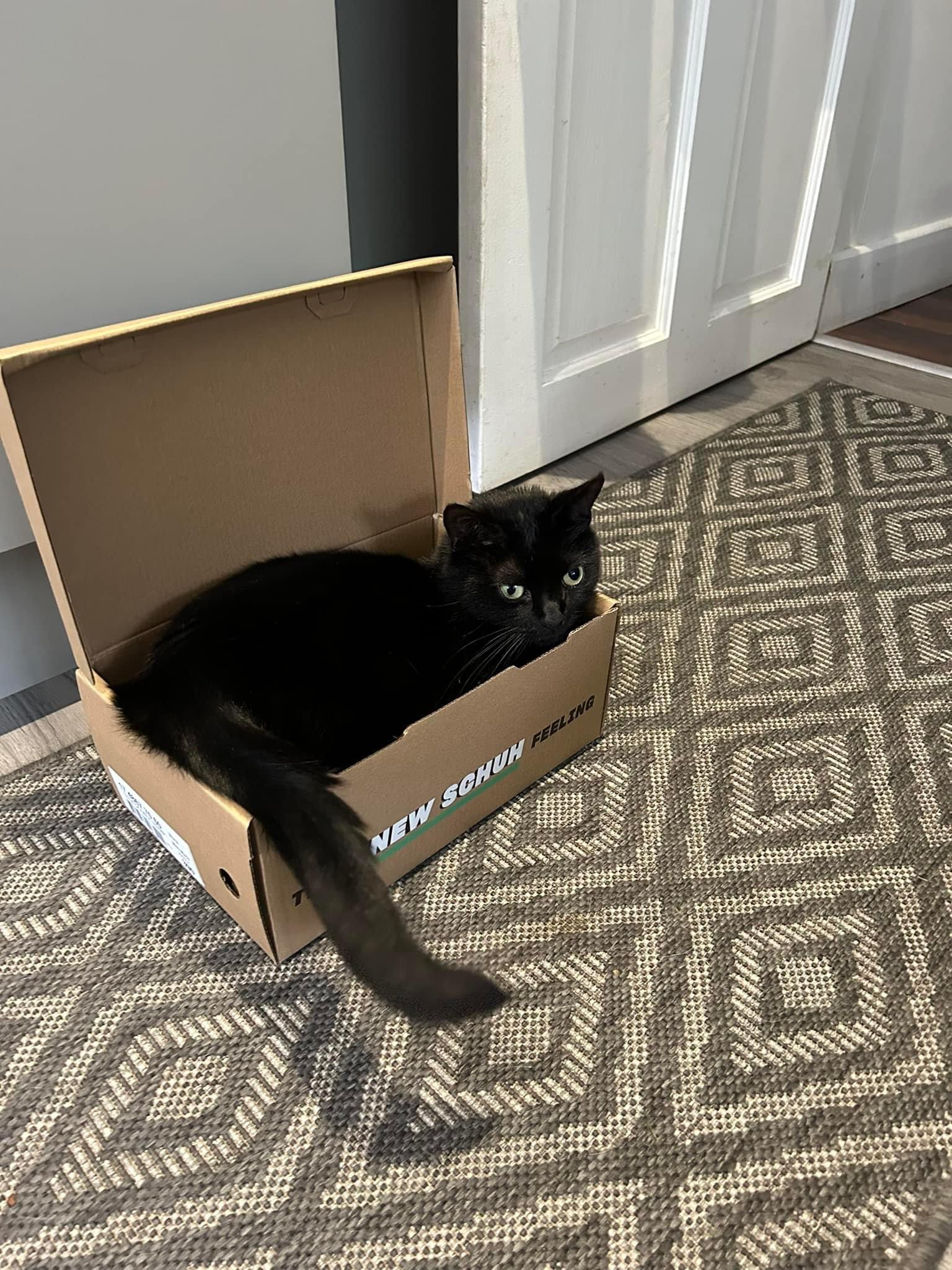 Happy pet (placeholder)